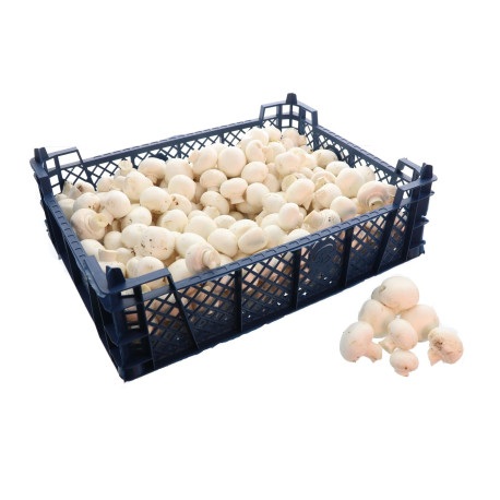 BIO CHAMPIGNON BLANC 3KG